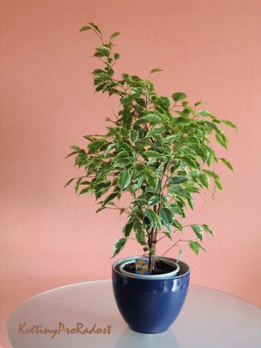 Ficus benjamina ,Golden King´ - fíkus benjamín