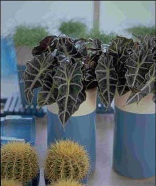 Alocasia - Amazonica - alokazie amazonika