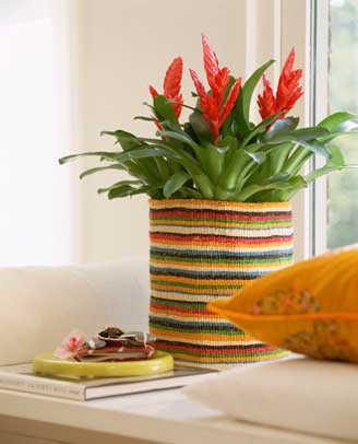 Bromelia - Guzmania