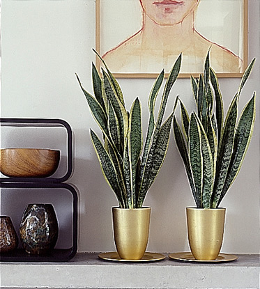 Sansevieria tenura