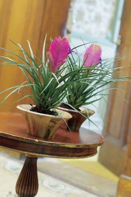 Bromelia - Tillandsia